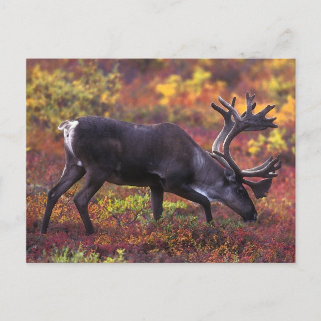 Carte Postale Art caribou (Devant)