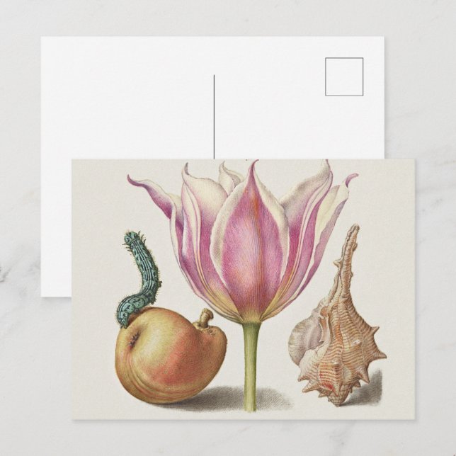 Carte Postale Art de calligraphie de la Renaissance Fleur de tul (Devant / Derrière)
