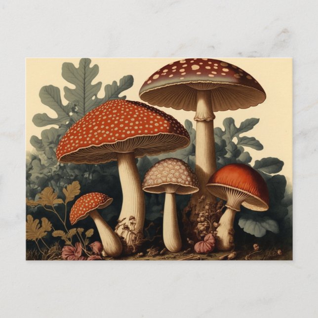 Carte Postale Art de champignon Cottagecore inspiré de l'ancien (Devant)