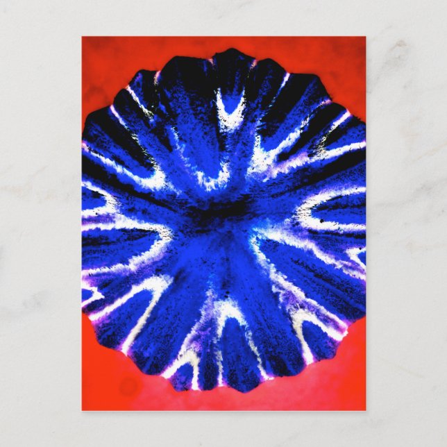Carte Postale Art de fleur d'aster (Devant)