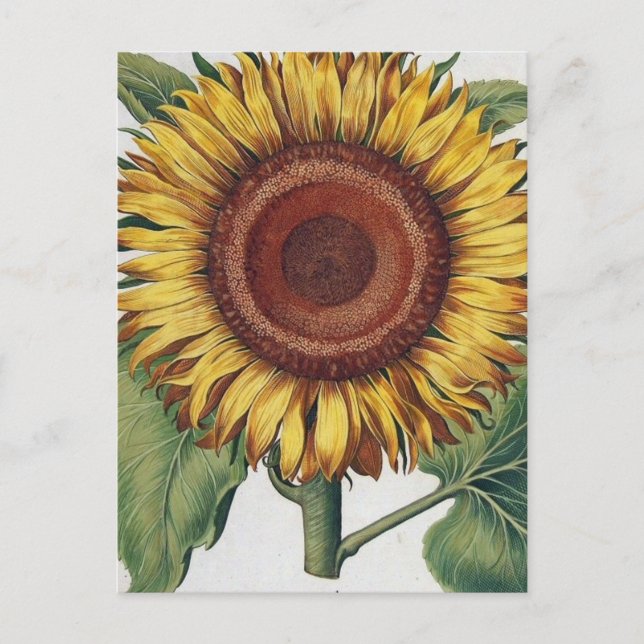 Carte Postale Art de fleurs de damas vintage tournesol (Devant)