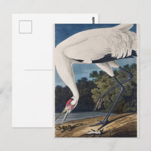 Carte Postale Art de la nature sur l'oiseau Grue de Whooping Aud