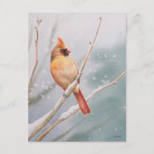 Carte Postale Art de l'aquarelle des oiseaux cardinaux du Nord