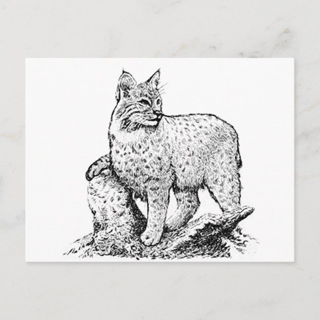 Carte Postale Art de ligne Bobcat (Devant)