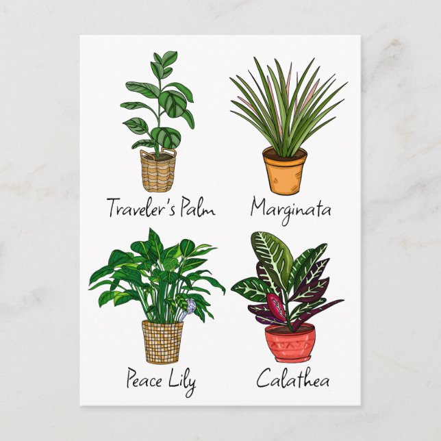 Carte Postale Art de plantes de maison dessinées à la main   (Devant)