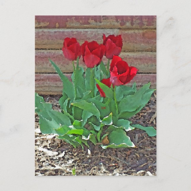 Carte Postale Art des Tulipes rouges (Devant)