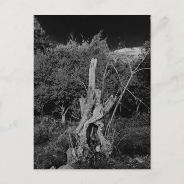 Carte Postale art d'horreur Abstrait - poupées tête dans arbre m (Devant)