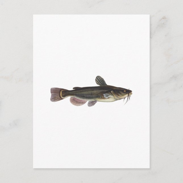 Carte Postale Art du poisson-chat Black Bullhead (Devant)