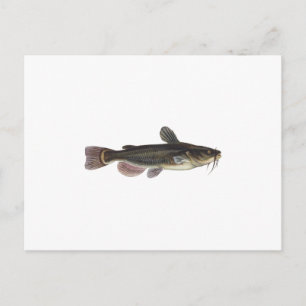 Carte Postale Art du poisson-taupe noir