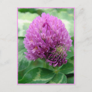 Carte Postale Art du vêtement