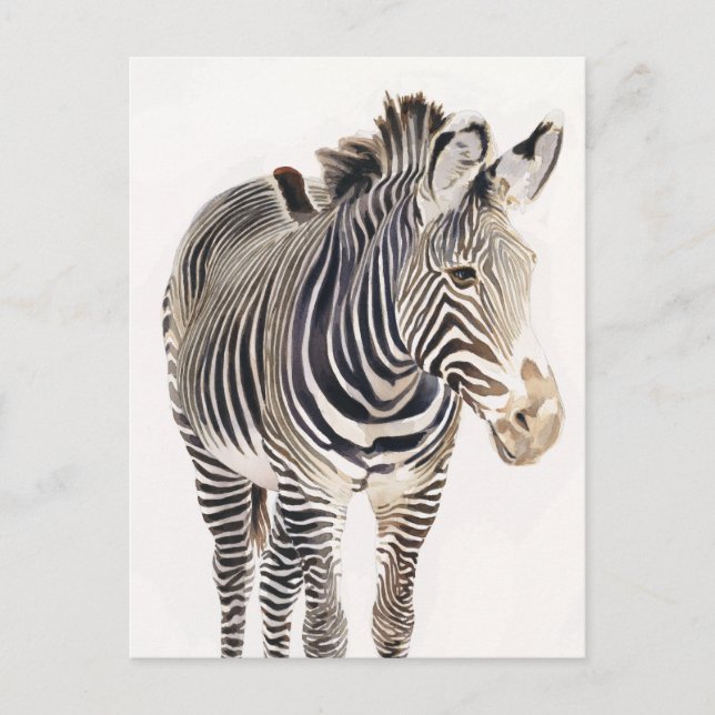 Carte Postale Art faunique "Zebra" (Devant)