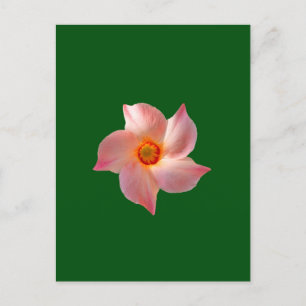 Carte Postale Art floral rose