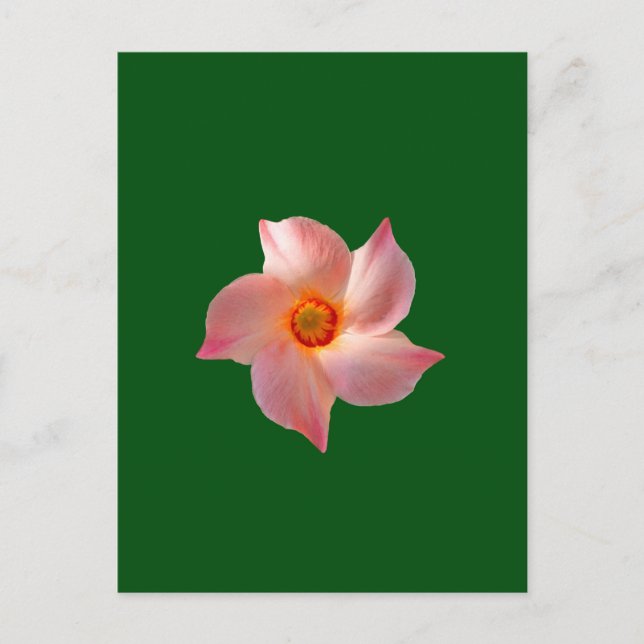Carte Postale Art floral rose (Devant)