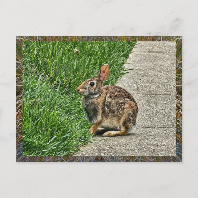 Carte Postale Art lapin (Devant)