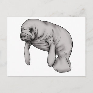 Carte Postale art manatee