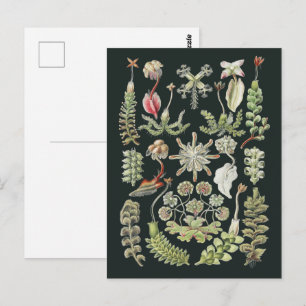 Carte Postale Art Nature Scientifique Ernst Haeckel Hépatiques