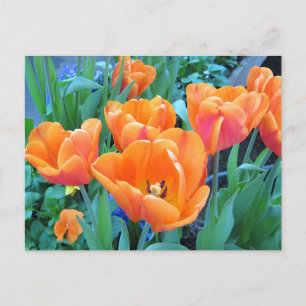 Carte Postale Art photo Orange Tulips