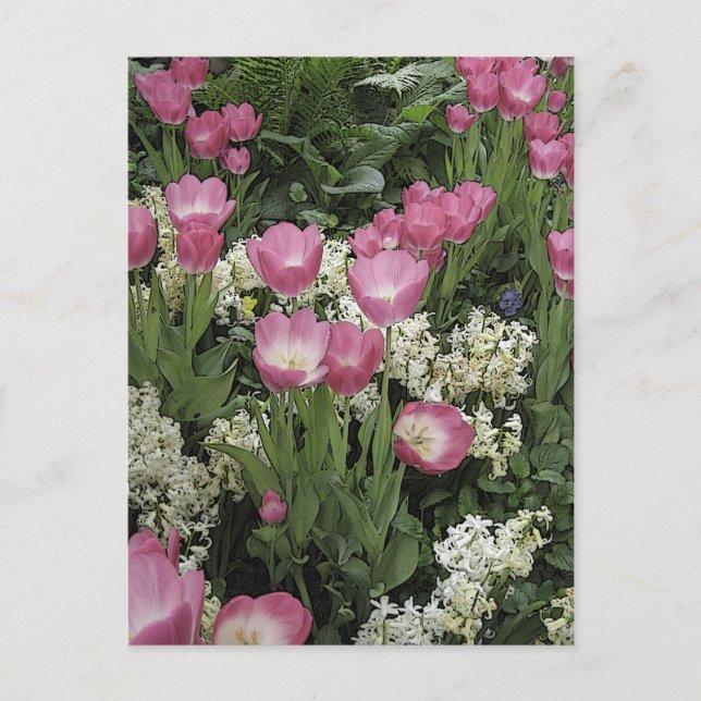Carte Postale Art photo Tulip rose (Devant)