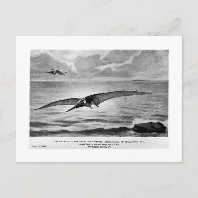 Carte postale art Pteranodon (Devant)