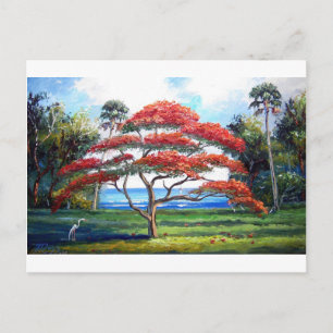 Carte Postale Art Royal Poinciana Tree