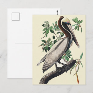 Carte Postale Art Vintage Audubon Pélican Brun Oiseau de Rivage