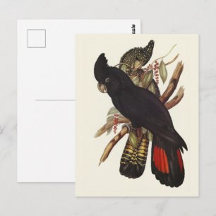 Carte Postale Art vintage de cacatoès à queue rouge de John Goul