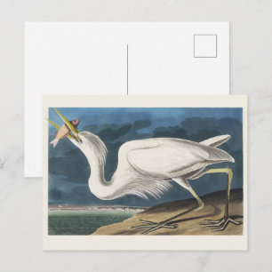Carte Postale Art Vintage d'Oiseau Grand Héron Blanc d'Audubon