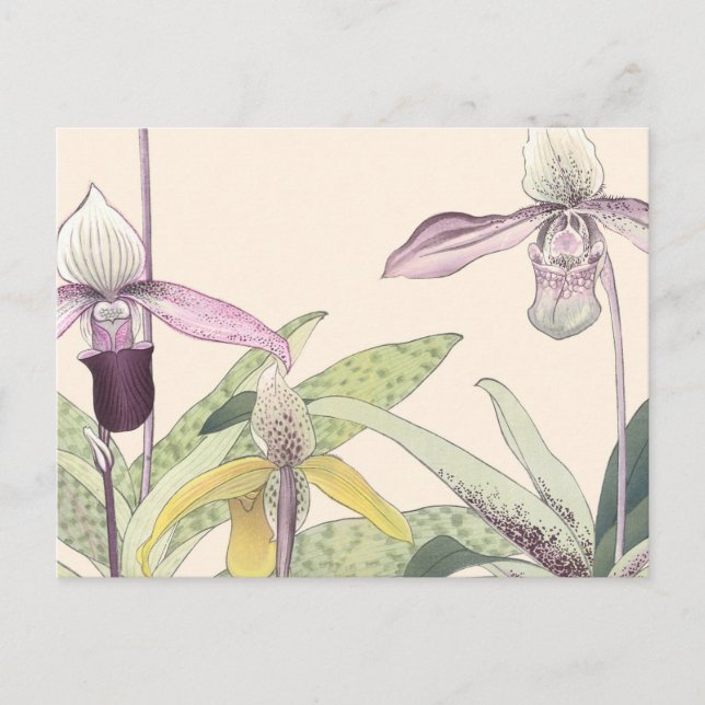 Carte Postale Art vintage japonais Paphiopedlum Orchid (Devant)