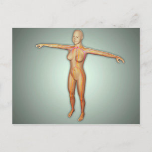 Carte Postale Artères, veines et système nerveux féminin