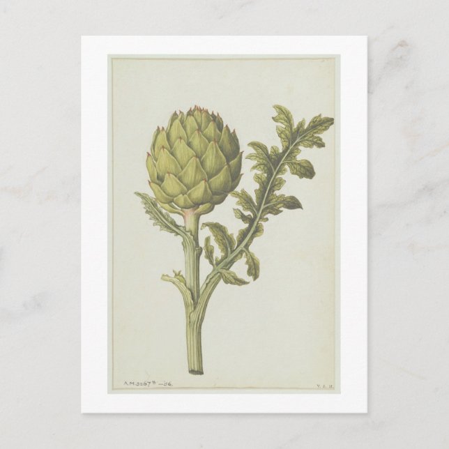 Carte Postale Artichoke : Cynara scolymus, c.1568 (Devant)