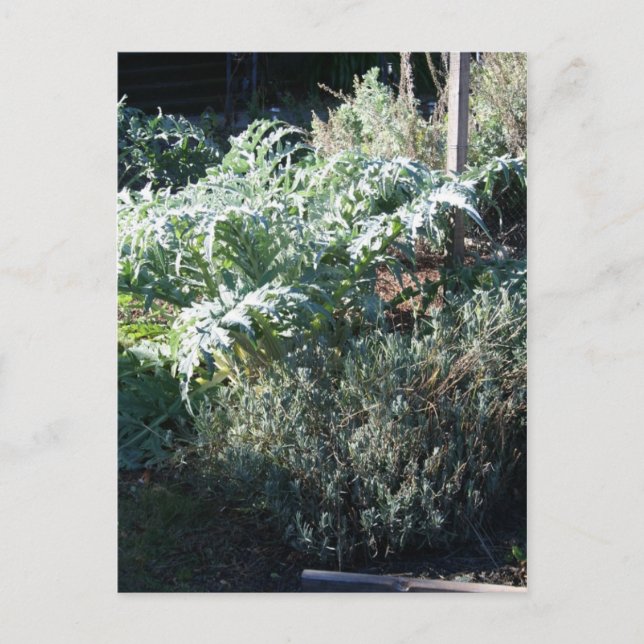 Carte postale Artichoke et Lavender (Devant)