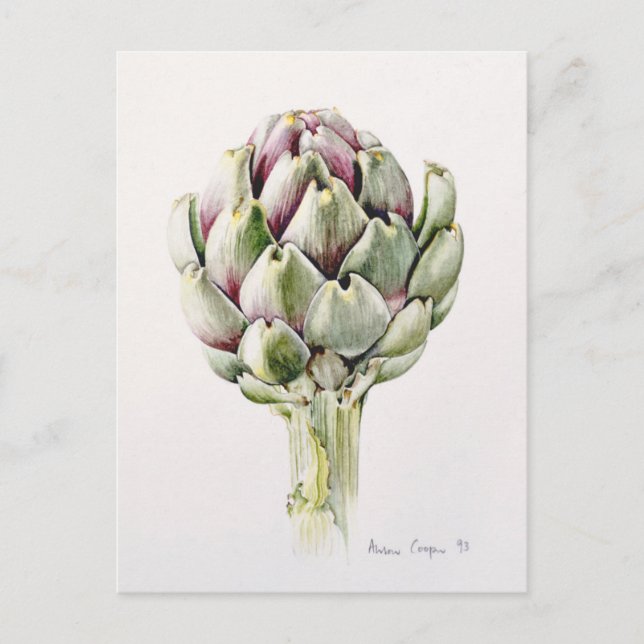 Carte Postale Artichoke Study 1993 (Devant)