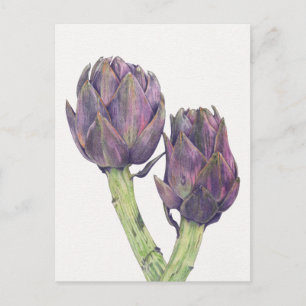 Carte postale Artichokes violet