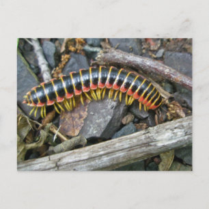 Carte Postale Articles de série Millipede
