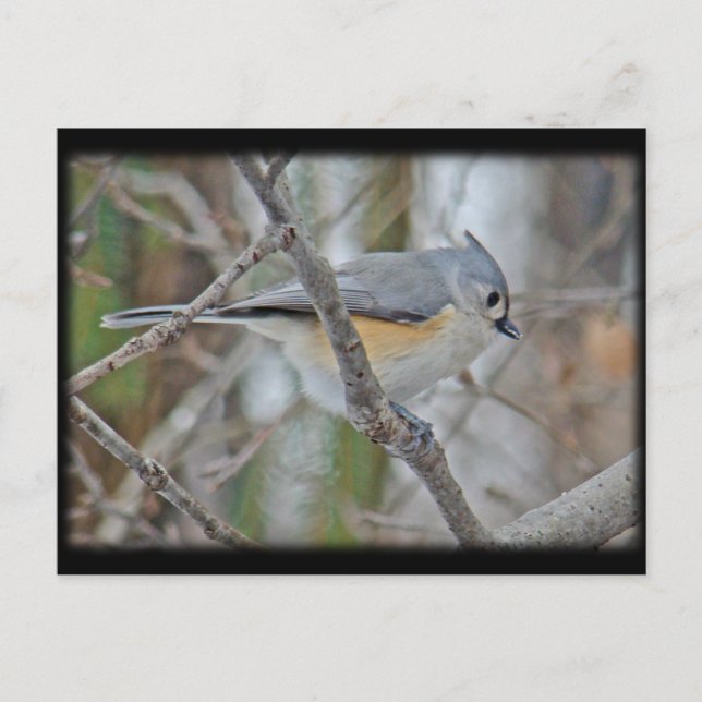 Carte Postale Articles Tufted Titsouris (Baeolophus bicolor) (Devant)
