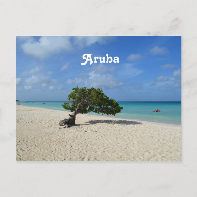 Carte Postale Aruba Divi Divi Tree (Devant)