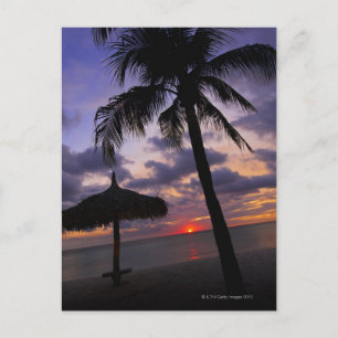 Carte Postale Aruba, silhouette de palmier et palapa sur
