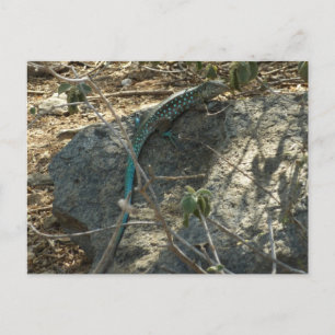 Carte Postale Aruba Whiptail Lizard Photographie d'animaux tropi