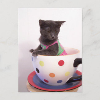 Carte Postale arys kitten