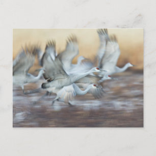 Carte Postale Ascenseur au large des grues de Sandhill