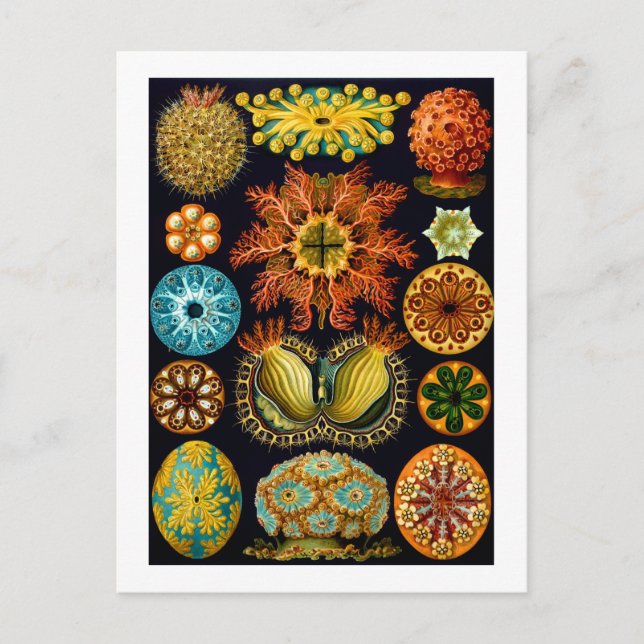 Carte Postale Ascidiacea (Equipes de mer), Ernst Haeckel Fine Ar (Devant)