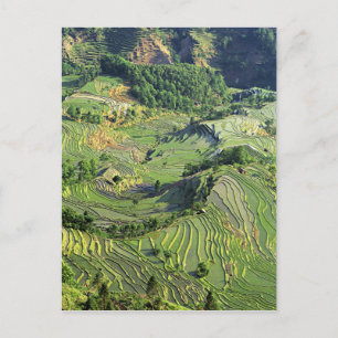 Carte Postale Asia, China, Yunnan, Yuanyang. Pattern of green