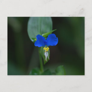 Carte postale Asiatique Fleur sauvage bleu Dayflow
