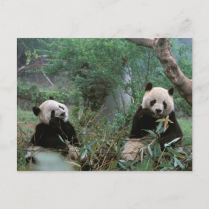 Carte Postale Asie, Chine, Chengdu. Sanctuaire des pandas géants