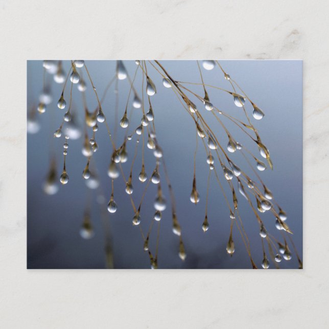 Carte Postale Asie, Chine | Huansan, Dewdrops (Devant)
