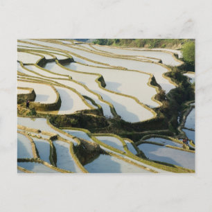 Carte Postale Asie, Chine, province du Yunnan, comté de Yuanyang