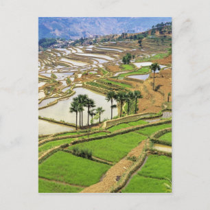 Carte Postale Asie, Chine, Yunnan, Honghe.  Terrasses de riz prè