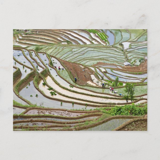 Carte Postale Asie, Chine, Yunnan, Jinping. Peuple Yi indigène (Devant)