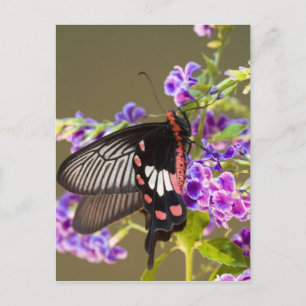 Carte Postale Asie du Sud-Est, Thaïlande, Doi Inthanon, Papilio