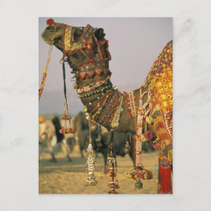 Carte Postale Asie, Inde, Pushkar. Chameau Shamu, Pushkar